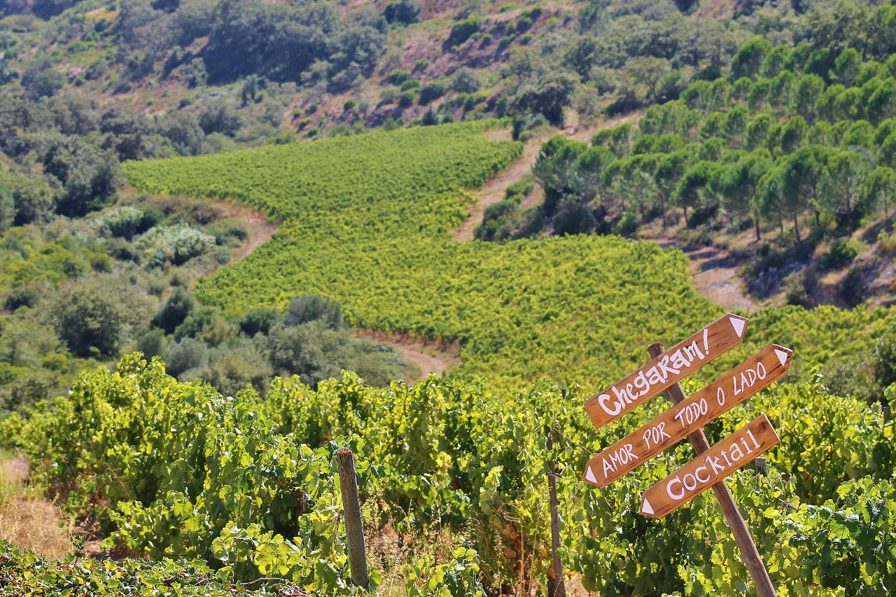 From Cellar to Table: The Palmela Wine Tasting Tour